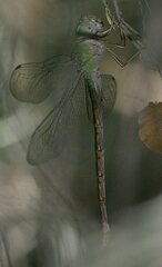 Triacanthagyna septima