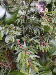 Calliandra selloi