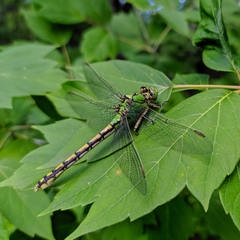 Ophiogomphus cecilia