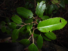 Prunus lusitanica