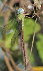 Triacanthagyna septima