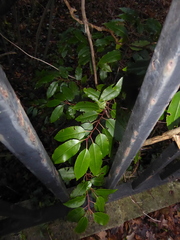 Prunus lusitanica