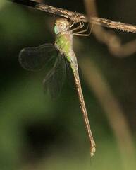 Triacanthagyna septima