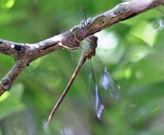 Triacanthagyna septima