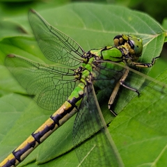 Ophiogomphus cecilia