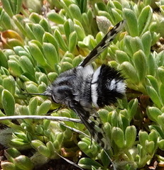 Australoechus megaspilus