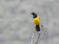 Pseudoleistes guirahuro