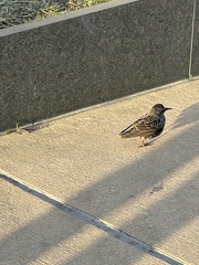 Sturnus vulgaris