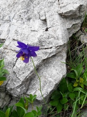 Aquilegia confusa