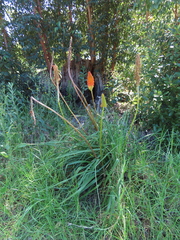 Kniphofia uvaria