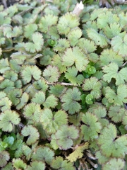 Hydrocotyle moschata moschata