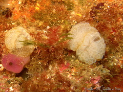 Botrylloides crystallinus