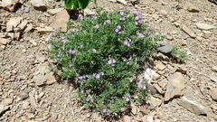 Astragalus vexilliflexus