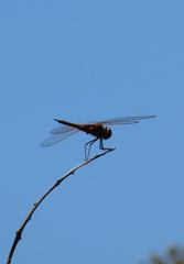 Tramea limbata