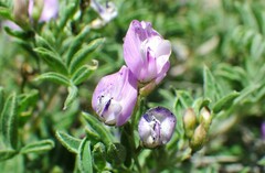 Astragalus vexilliflexus
