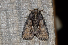 Chytonix palliatricula