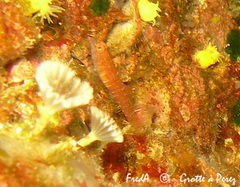 Corcyrogobius liechtensteini