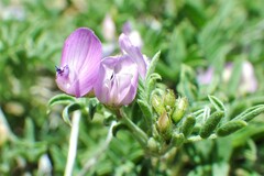 Astragalus vexilliflexus