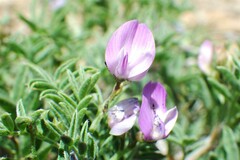Astragalus vexilliflexus