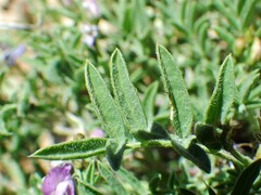 Astragalus vexilliflexus
