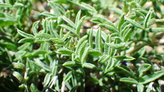 Astragalus vexilliflexus