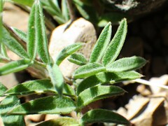 Astragalus vexilliflexus