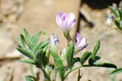 Astragalus vexilliflexus