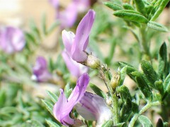 Astragalus vexilliflexus