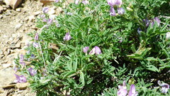 Astragalus vexilliflexus