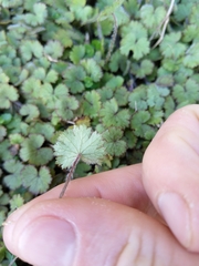 Hydrocotyle moschata moschata