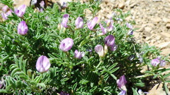 Astragalus vexilliflexus