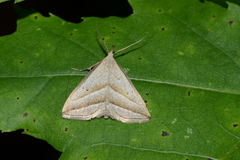 Macrochilo absorptalis