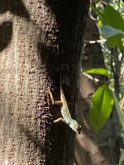 Anolis