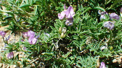 Astragalus vexilliflexus