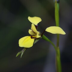 Diuris heberlei
