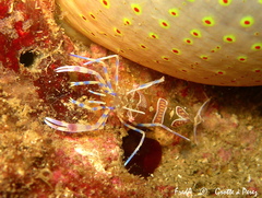Periclimenes amethysteus