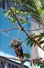 Buteo nitidus