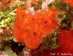 Polysyncraton lacazei