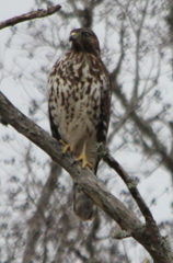 Buteo lineatus