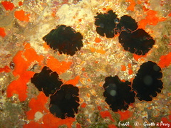 Pseudobiceros splendidus