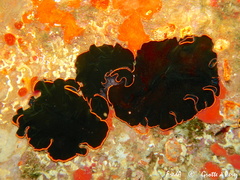 Pseudobiceros splendidus