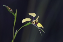 Diuris heberlei