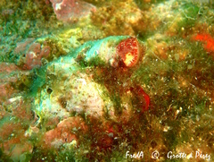 Thylacodes arenarius