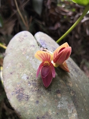 Pleurothallis linguifera