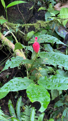 Malvaviscus arboreus