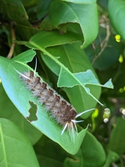 Halysidota cinctipes