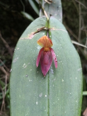 Pleurothallis linguifera