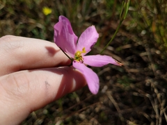 Sabatia grandiflora