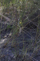 Diuris heberlei