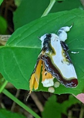 Eudryas grata